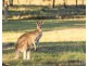 56 Wisemans Way, Sedgefield NSW 2330