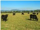 43/ Milbrodale Road, Broke NSW 2330