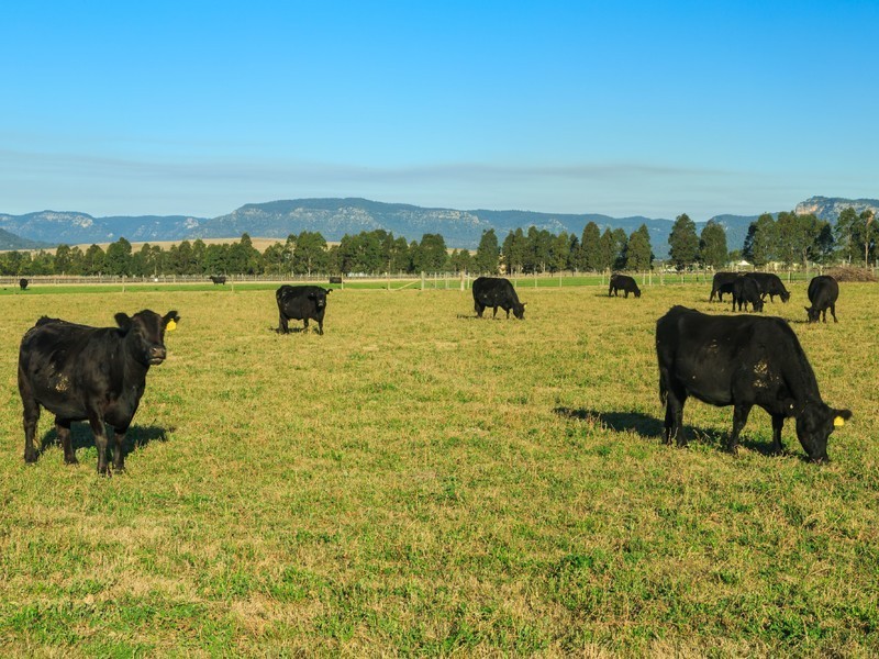 43/ Milbrodale Road, Broke NSW 2330