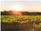 112 Halls Road, Pokolbin NSW 2320