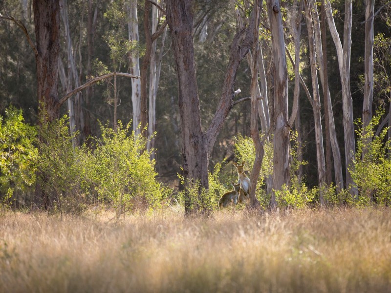 47 Coulson Road, Pokolbin NSW 2320