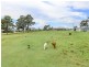 232D Fernhill Road, Branxton NSW 2335