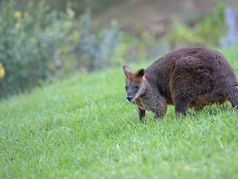37 Moon Mountain Drive, Mount View NSW 2325