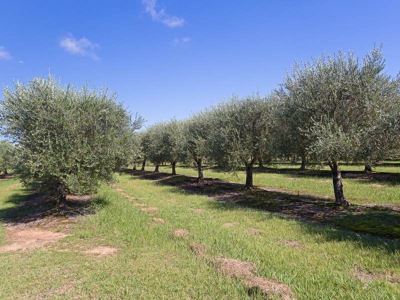 492 Lovedale Road, Lovedale NSW 2325