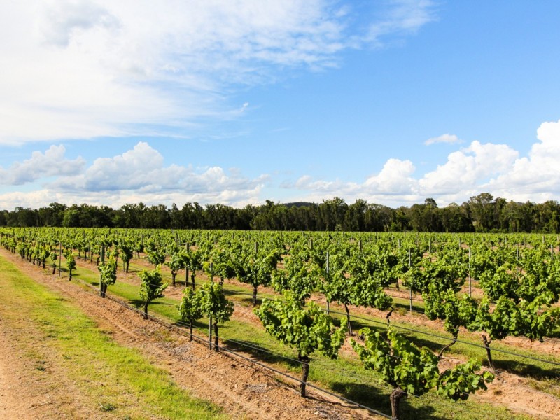 352 Wilderness Road, Lovedale NSW 2325