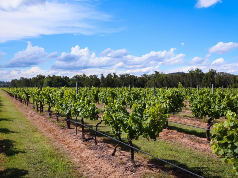 352 Wilderness Road, Lovedale NSW 2325