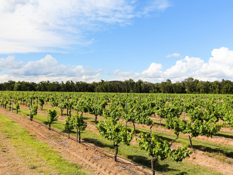 352 Wilderness Road, Lovedale NSW 2325