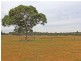 16 Wentworth Close, Branxton NSW 2335