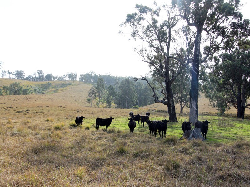 172 Hanleys Creek Road, Dungog NSW 2420