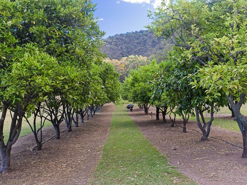 940 Milbrodale Road, Broke NSW 2330