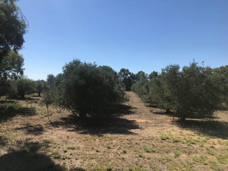 Lot 3 Belmore Street, Howlong NSW 2643