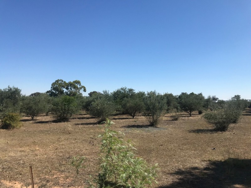 Lot 3 Belmore Street, Howlong NSW 2643