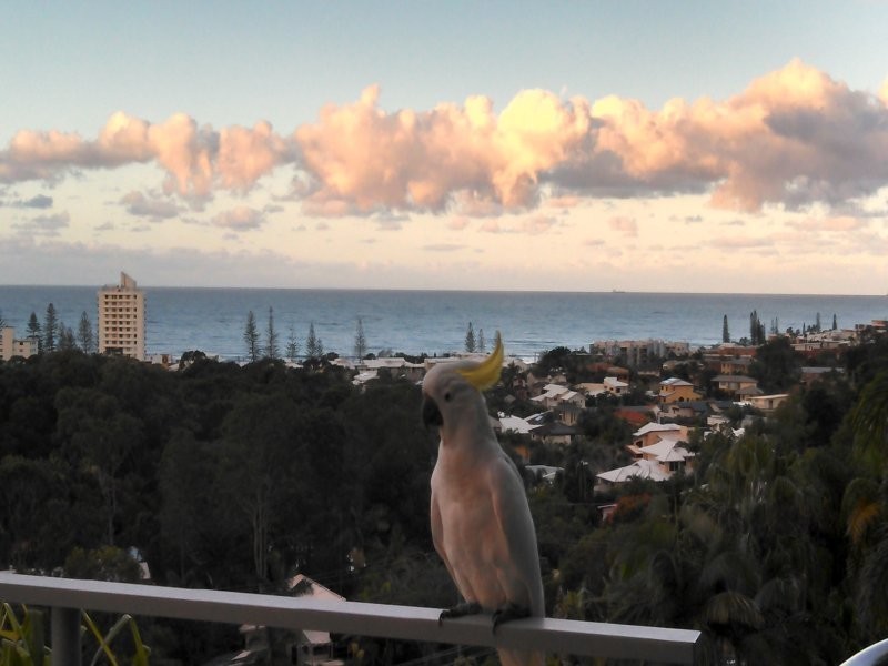 Alexandra Headland QLD 4572
