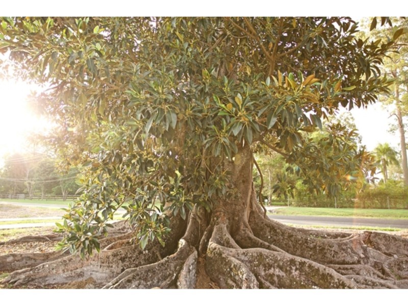 Lot 15, 125 Jensen Road, Caboolture QLD 4510