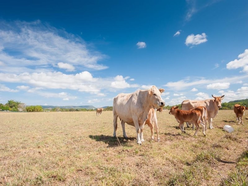 101 Yandina Bli Bli Road, Yandina QLD 4561