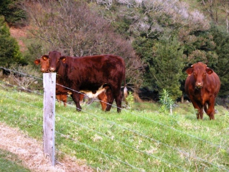 11 Hovard Road, Maleny QLD 4552