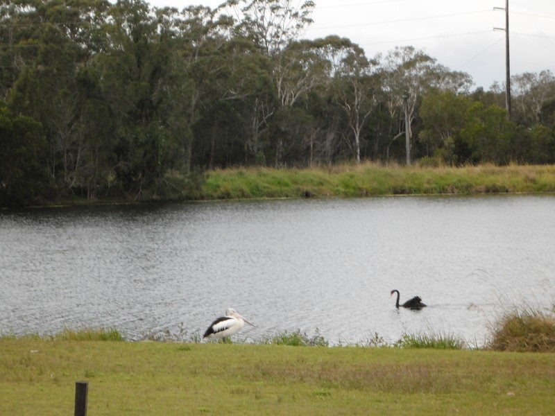 25 Lacewing Drive, Sippy Downs QLD 4556