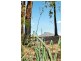 41 Poole Road, Glass House Mountains QLD 4518