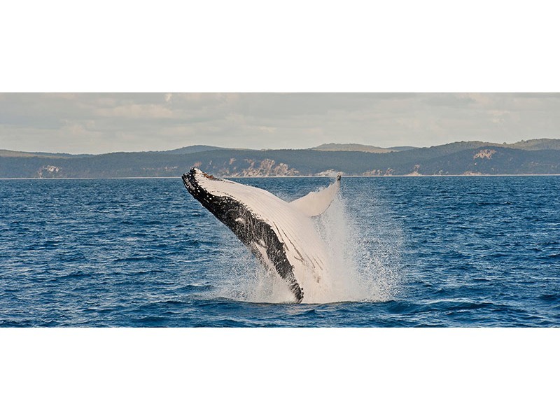 Lot 109 Ocean Blue Estate, Pialba QLD 4655