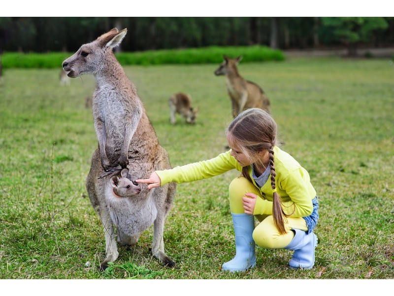 80 Summit Close, Glass House Mountains QLD 4518