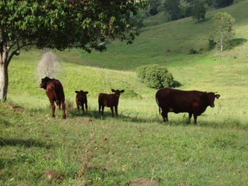 3229 Mount Mee Road, Dayboro QLD 4521