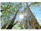 Lot 72, 43 Poole Road, Glass House Mountains QLD 4518