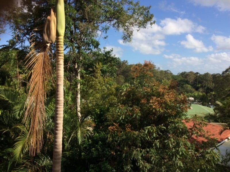 16 Blackbean Court, Buderim QLD 4556