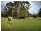 164 Woods Road, Jilliby NSW 2259