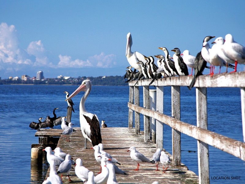 9 Platypus Road, Berkeley Vale NSW 2261