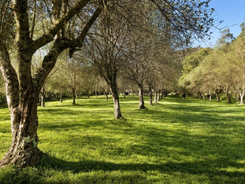 665 Brush Creek Road, Cedar Brush Creek NSW 2259