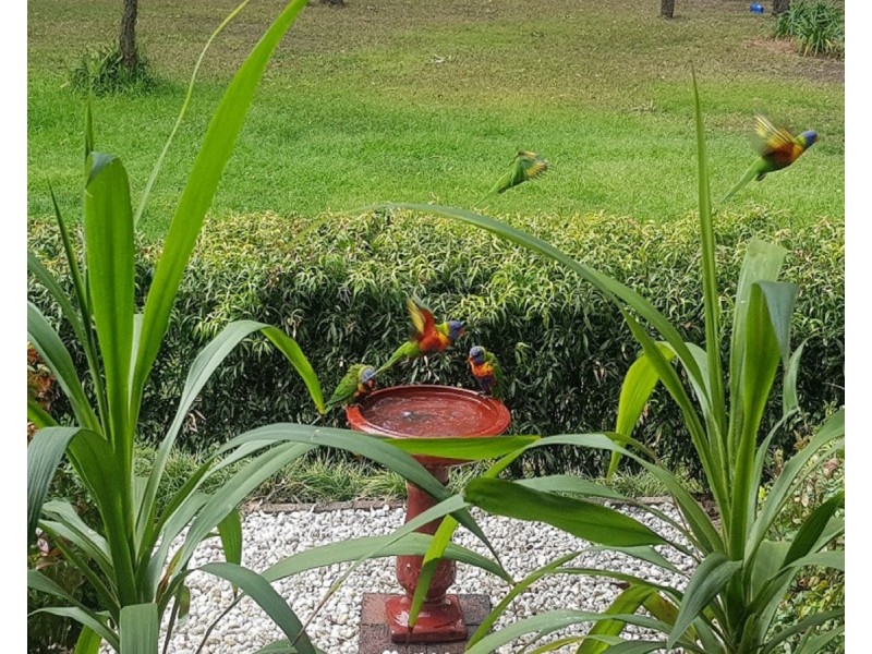 31 Treelands Drive, Jilliby NSW 2259