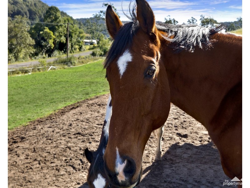 1765 Yarramalong Road, Yarramalong NSW 2259