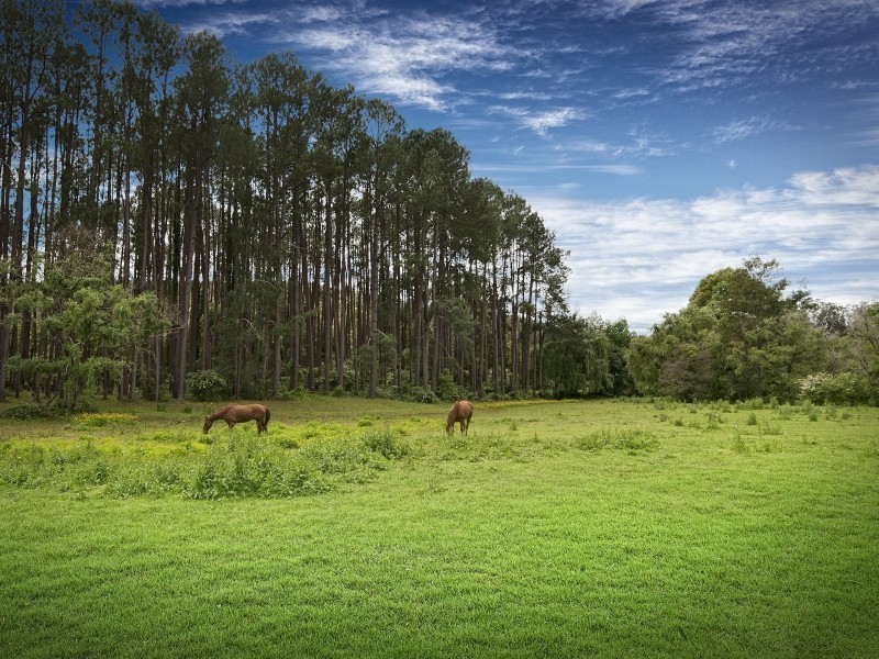 1060 Yarramalong Rd, Wyong Creek NSW 2259