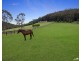 30 Fern Tree Lane, Palmdale NSW 2258