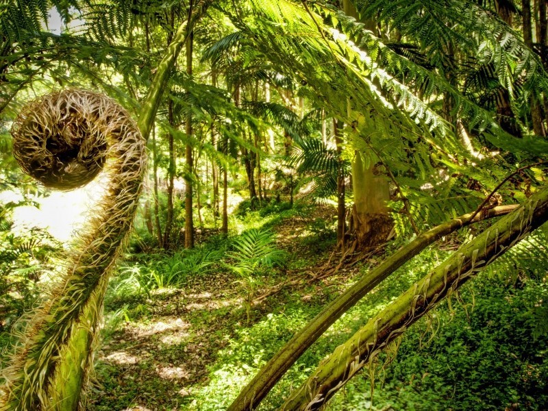 251 Peach Orchard Road, Fountaindale NSW 2258