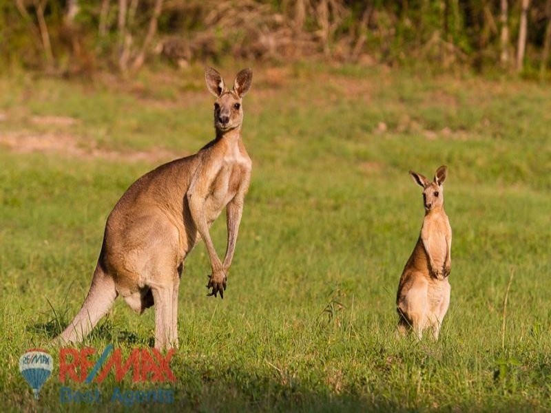Lot 3 Treetops Estate, Lyndoch SA 5351