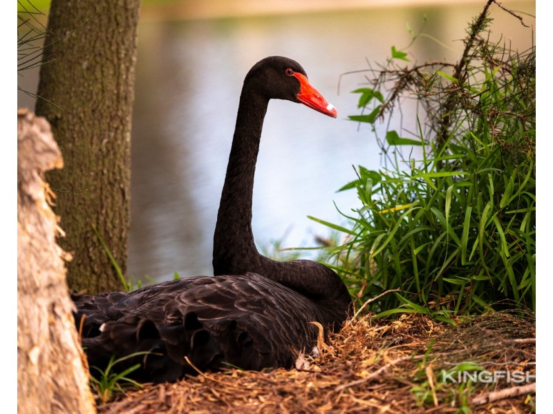 44 Dunlin Drive, Burleigh Waters QLD 4220