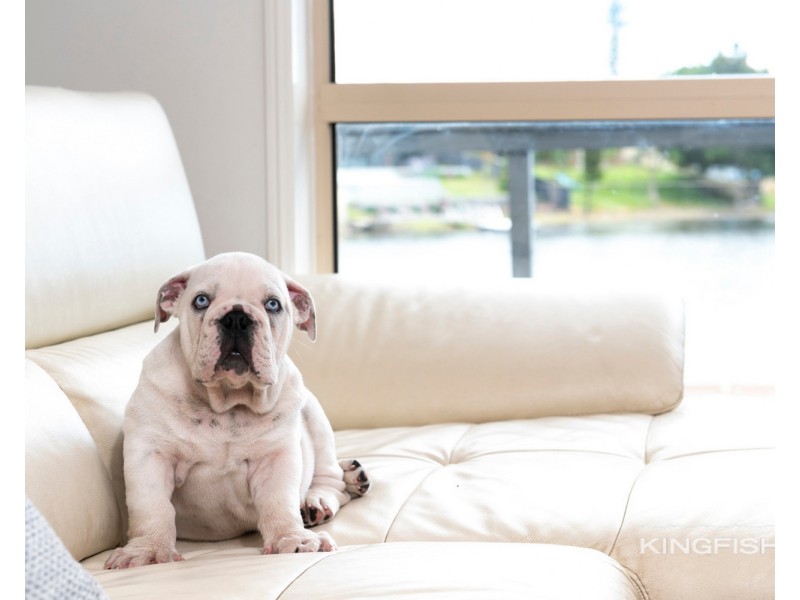 54 Galeen Drive, Burleigh Waters QLD 4220