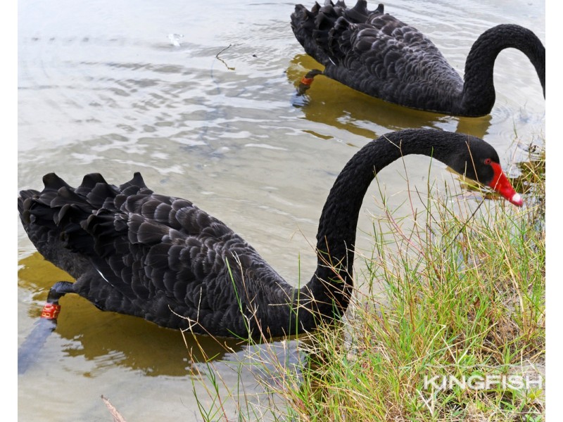 60 Burleigh Street, Burleigh Waters QLD 4220