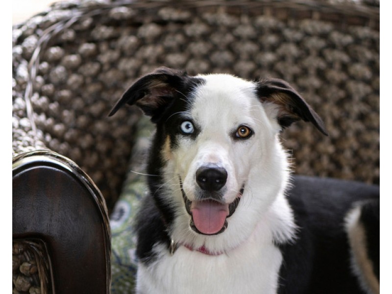 61 Bluejay Street, Burleigh Waters QLD 4220