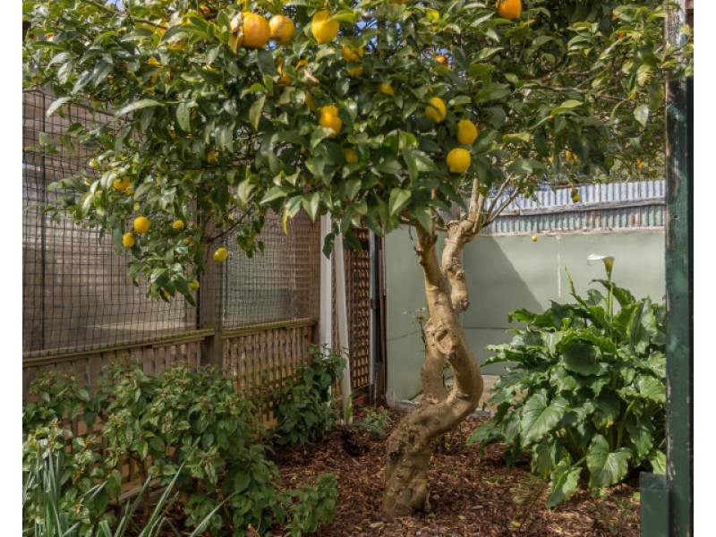9 Halstead Street, Montello TAS 7320