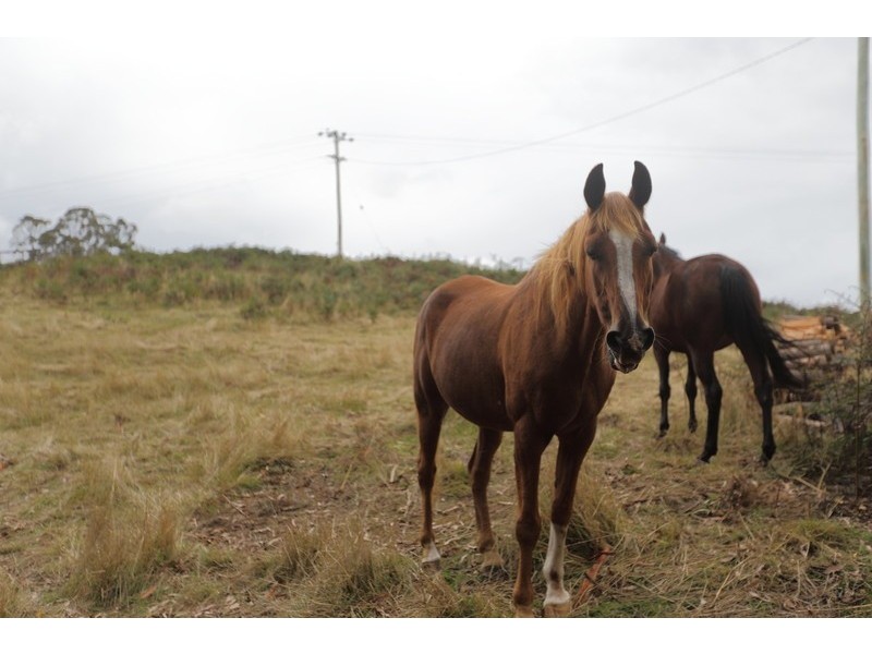 369 Back Road, Wilmot TAS 7310