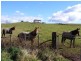 276 Back Road, Lower Wilmot TAS 7310