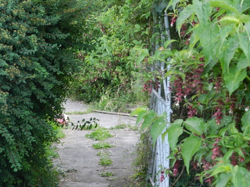 5 Morrison Street, Railton TAS 7305