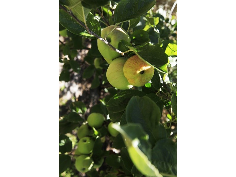 1 Teggs Road, Gravelly Beach TAS 7276