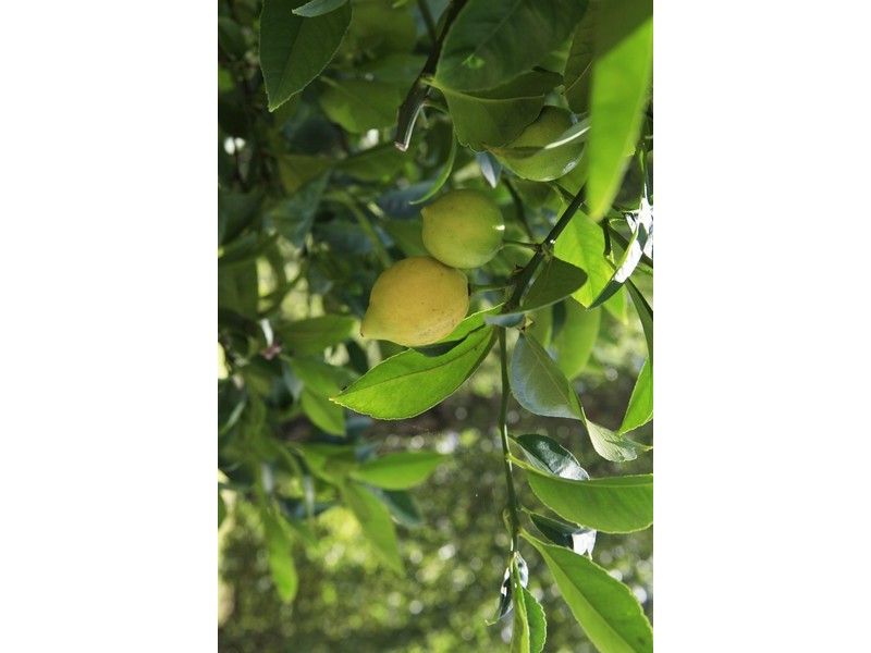 1 Teggs Road, Gravelly Beach TAS 7276