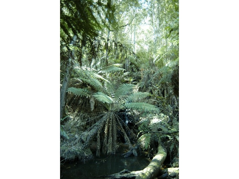 210 Purtons Road, North Motton TAS 7315