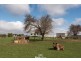 126 Serpentine Road, West Ridgley TAS 7321