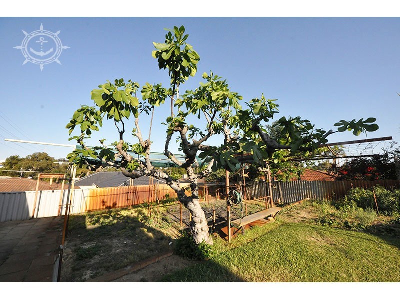 71 Newton Street, Spearwood WA 6163