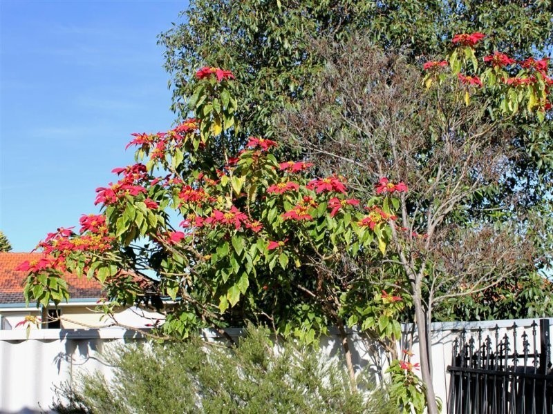 94A Balga Avenue, Balga WA 6061